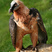 Lammergeier